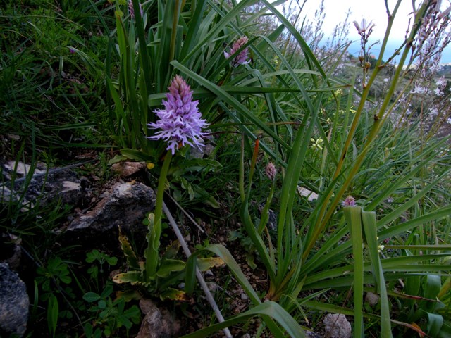 Passeggiate orchidologiche 2013